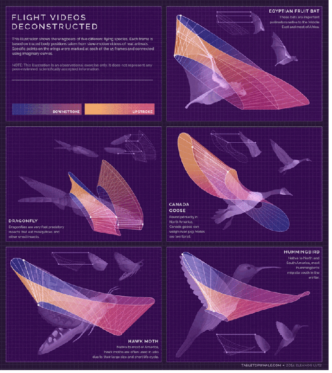 Infographic deconstructing wingbeats of different flying species, showing motion patterns with downstroke and upstroke phases.